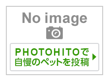 オリエンタルロングヘア ペットの情報 価格 Com