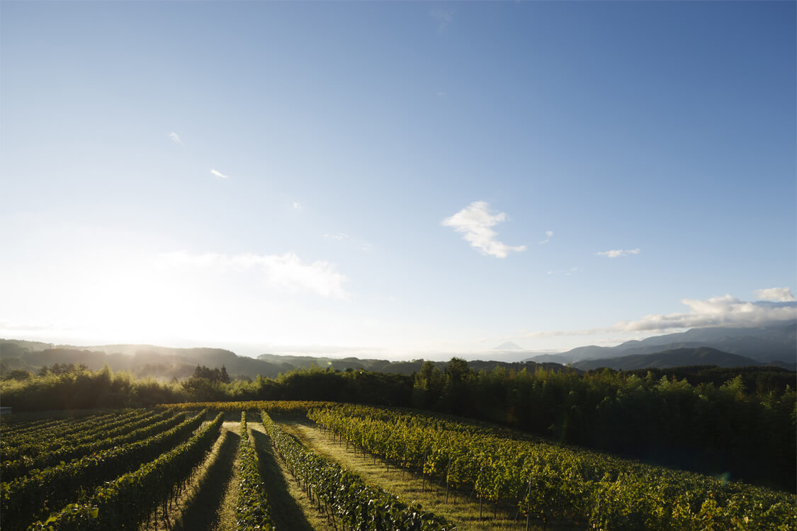 ドメーヌ ミエ・イケノ 畑