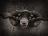 blackfacesheep&nbsp;vtB[摜